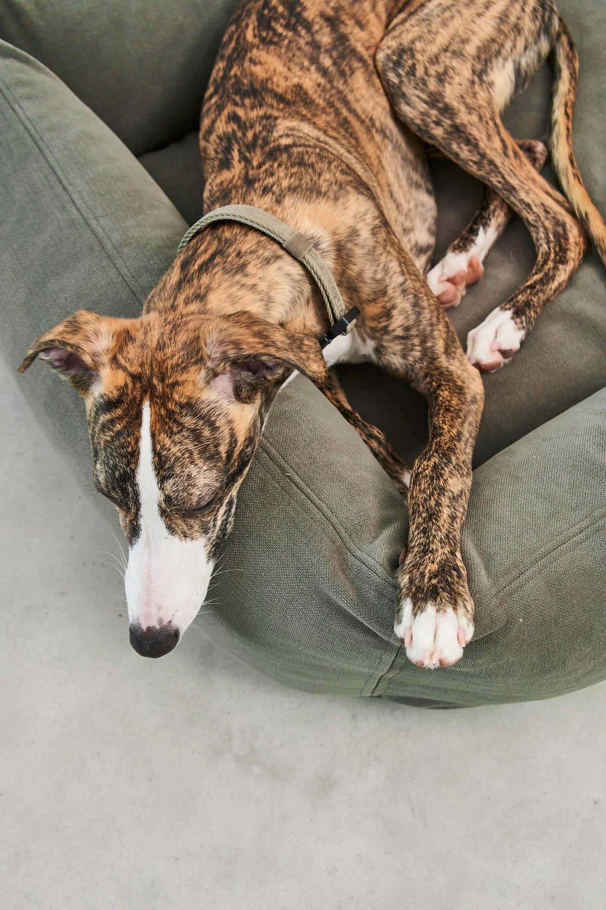 Comodo Dog Bed - MiaCara