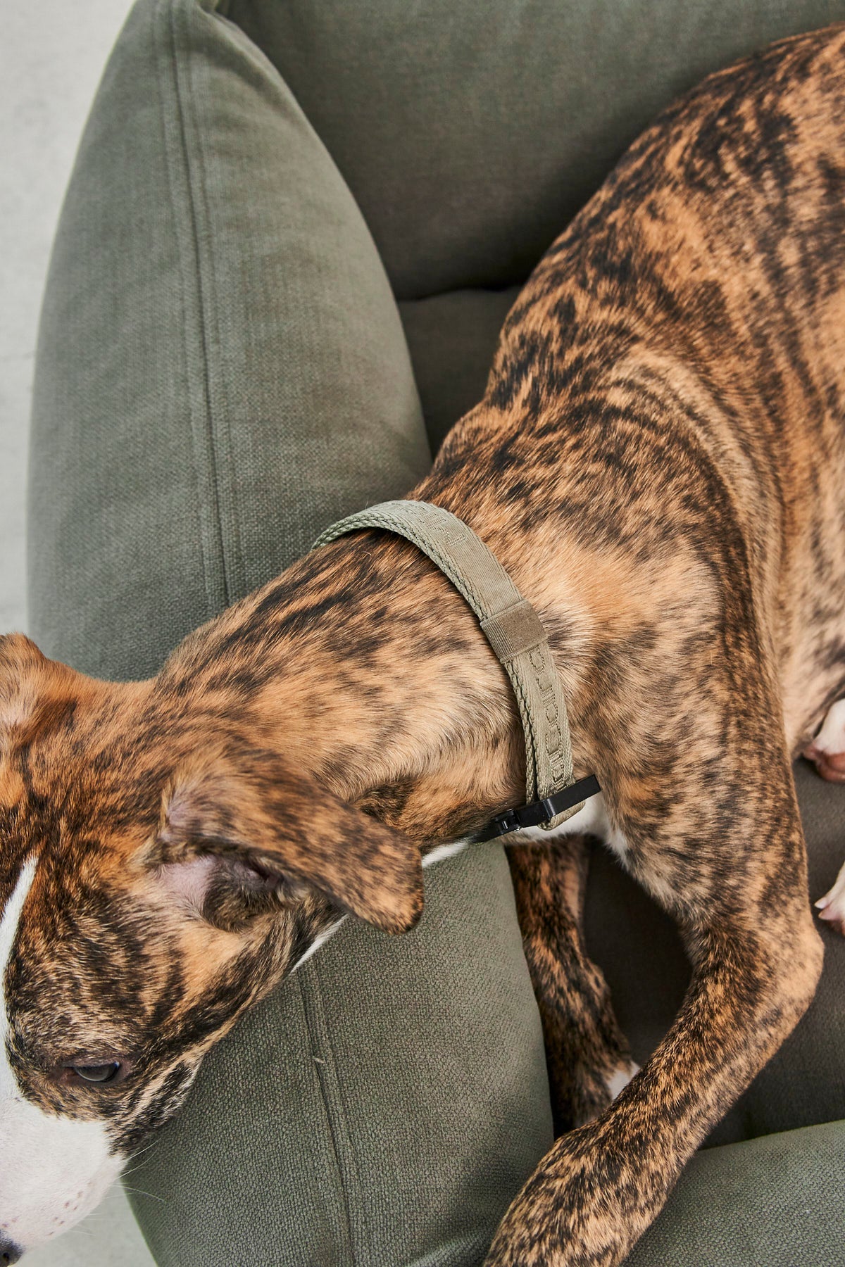 Comodo Dog Bed - MiaCara