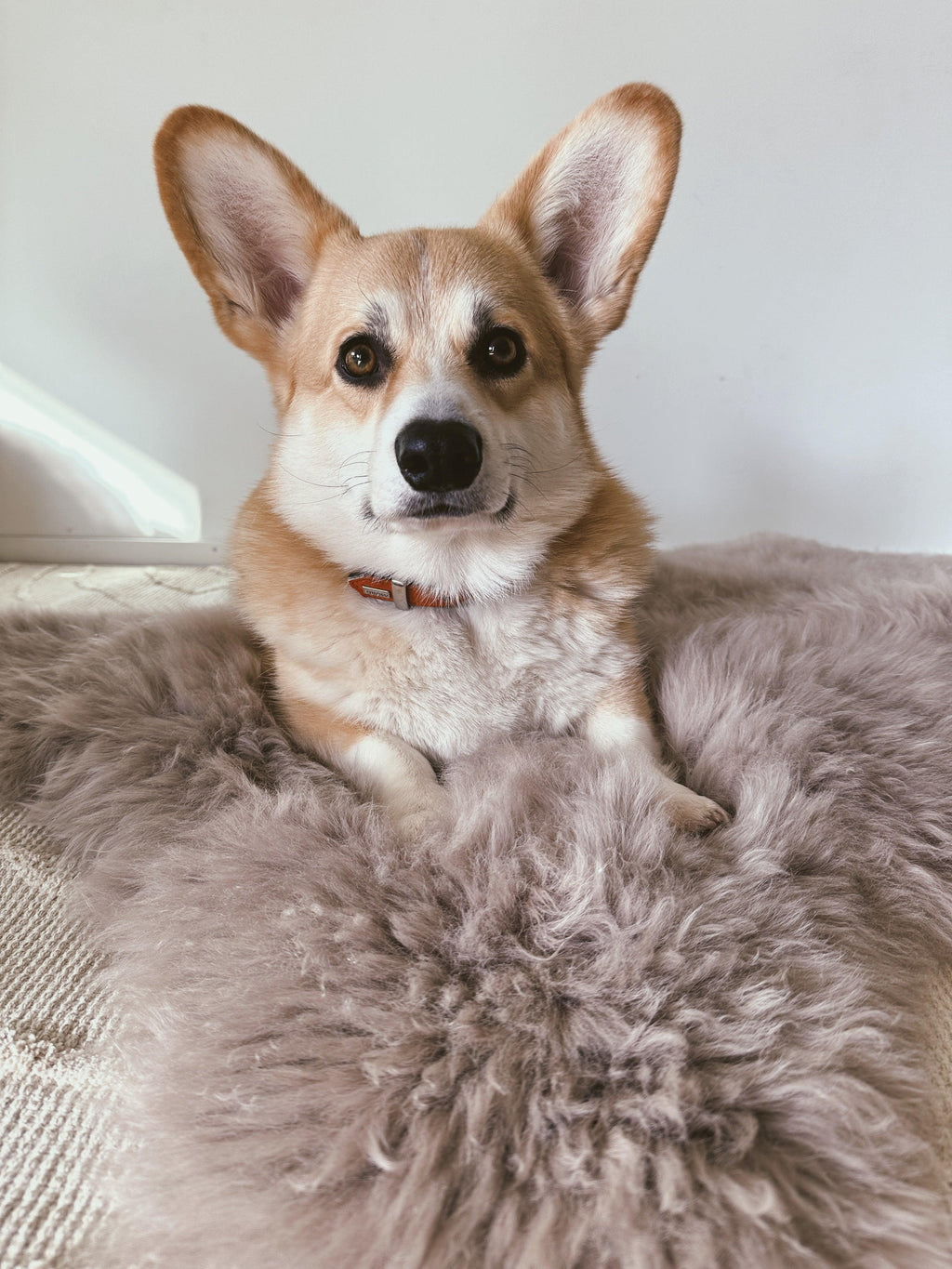 Natural Sheepskin Pet Mat - Greige