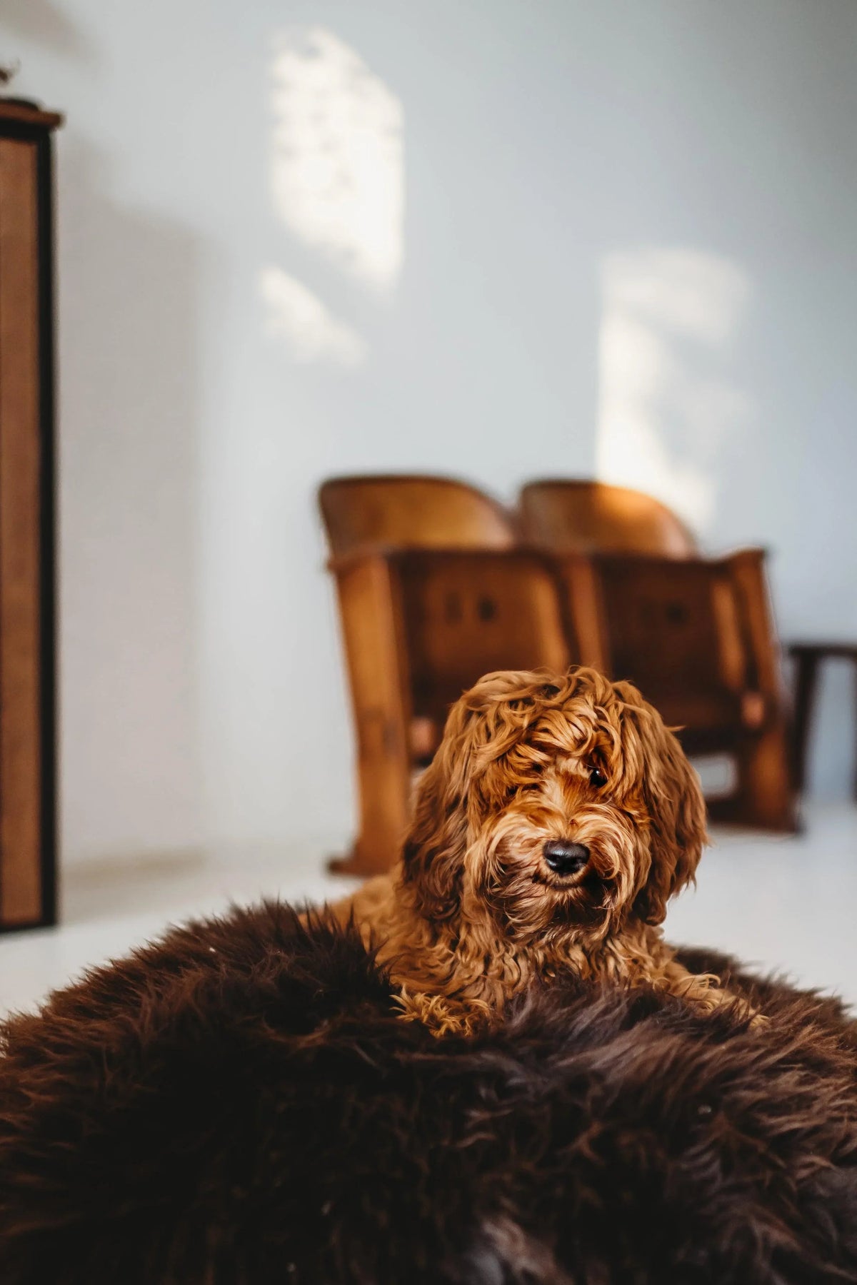 Natural Sheepskin Pet Bed - Chocolate Brown