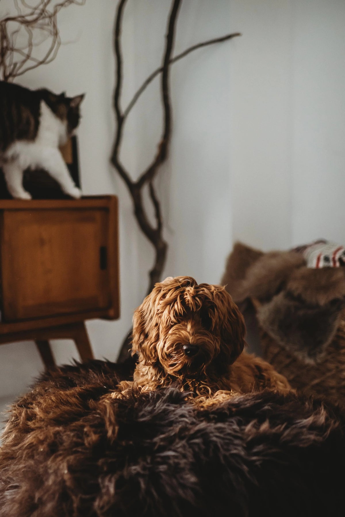 Natural Sheepskin Pet Bed - Chocolate Brown