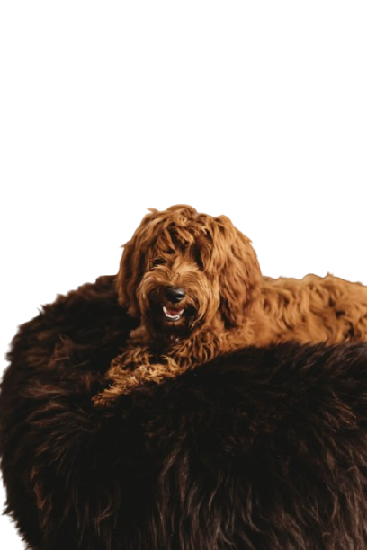 Natural Sheepskin Pet Bed - Chocolate Brown