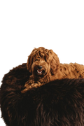 Natural Sheepskin Pet Bed - Chocolate Brown