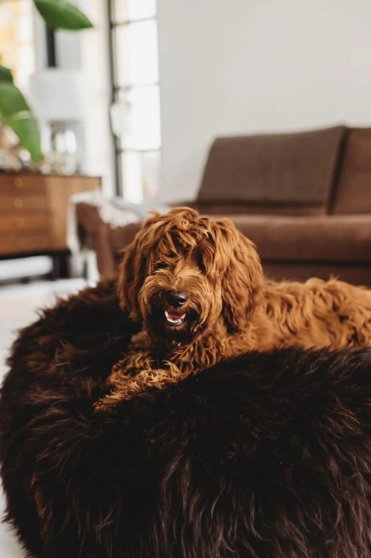 Natural Sheepskin Pet Bed - Chocolate Brown