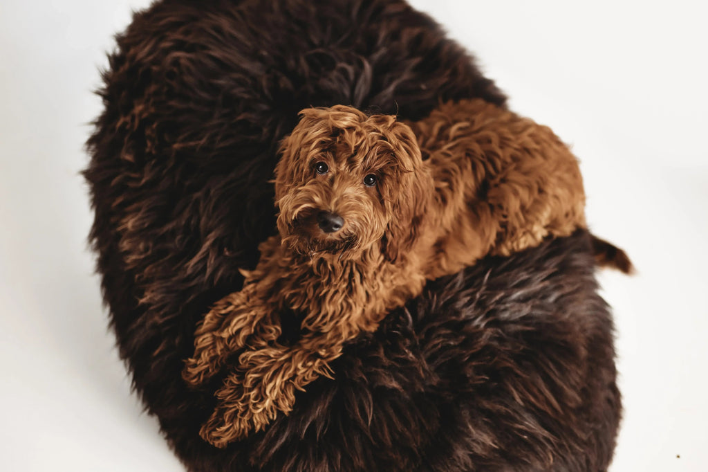 Natural Sheepskin Pet Bed - Chocolate Brown