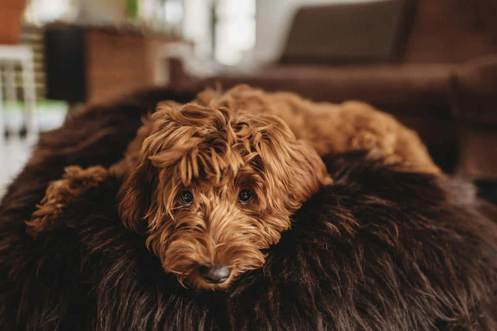 Natural Sheepskin Pet Bed - Chocolate Brown