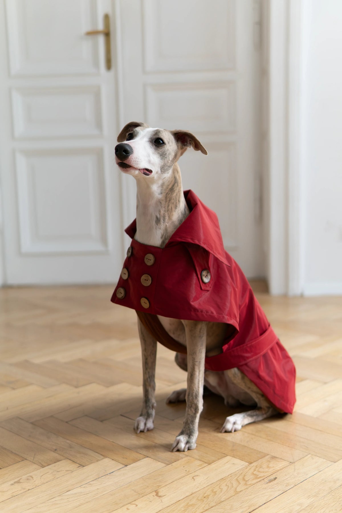 Water Repellent Trench Coat - Burgundy Red