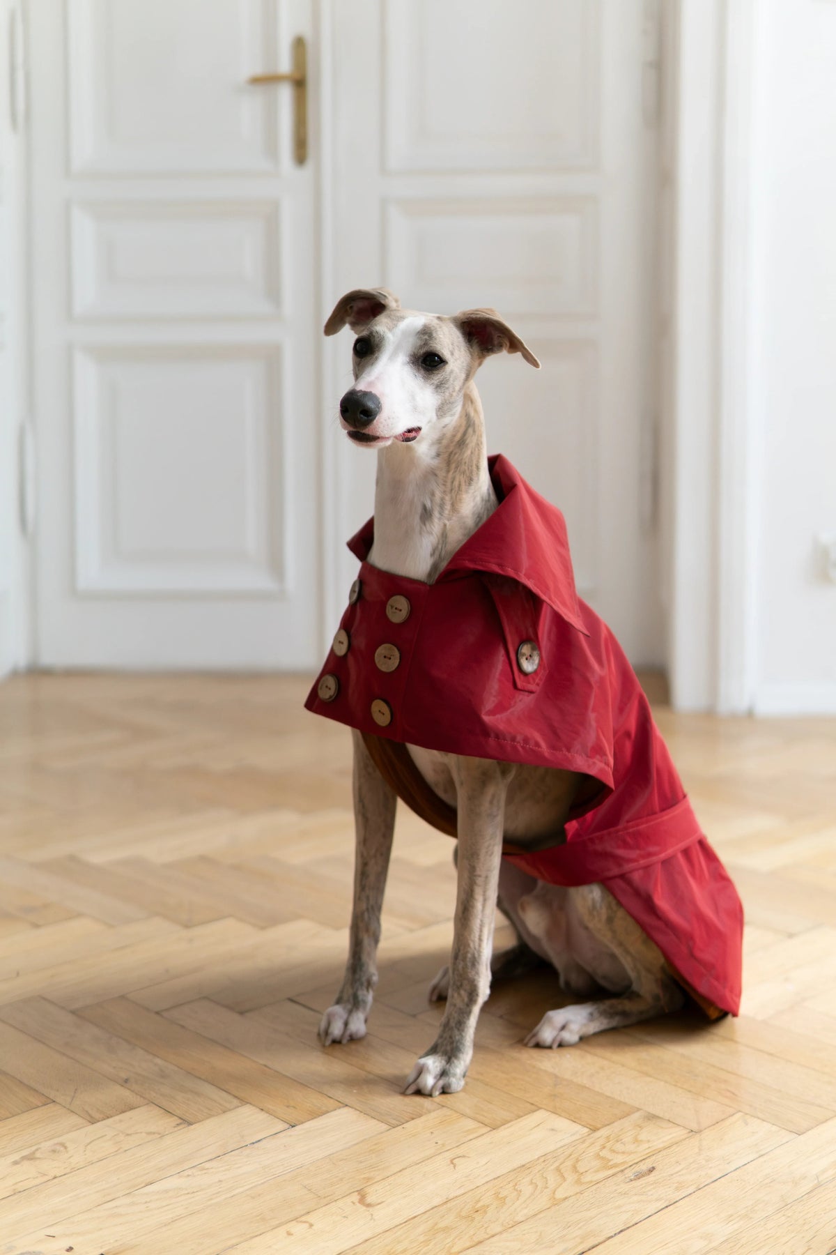 Water Repellent Trench Coat - Burgundy Red
