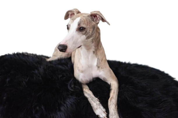 Natural Sheepskin Pet Bed - Black