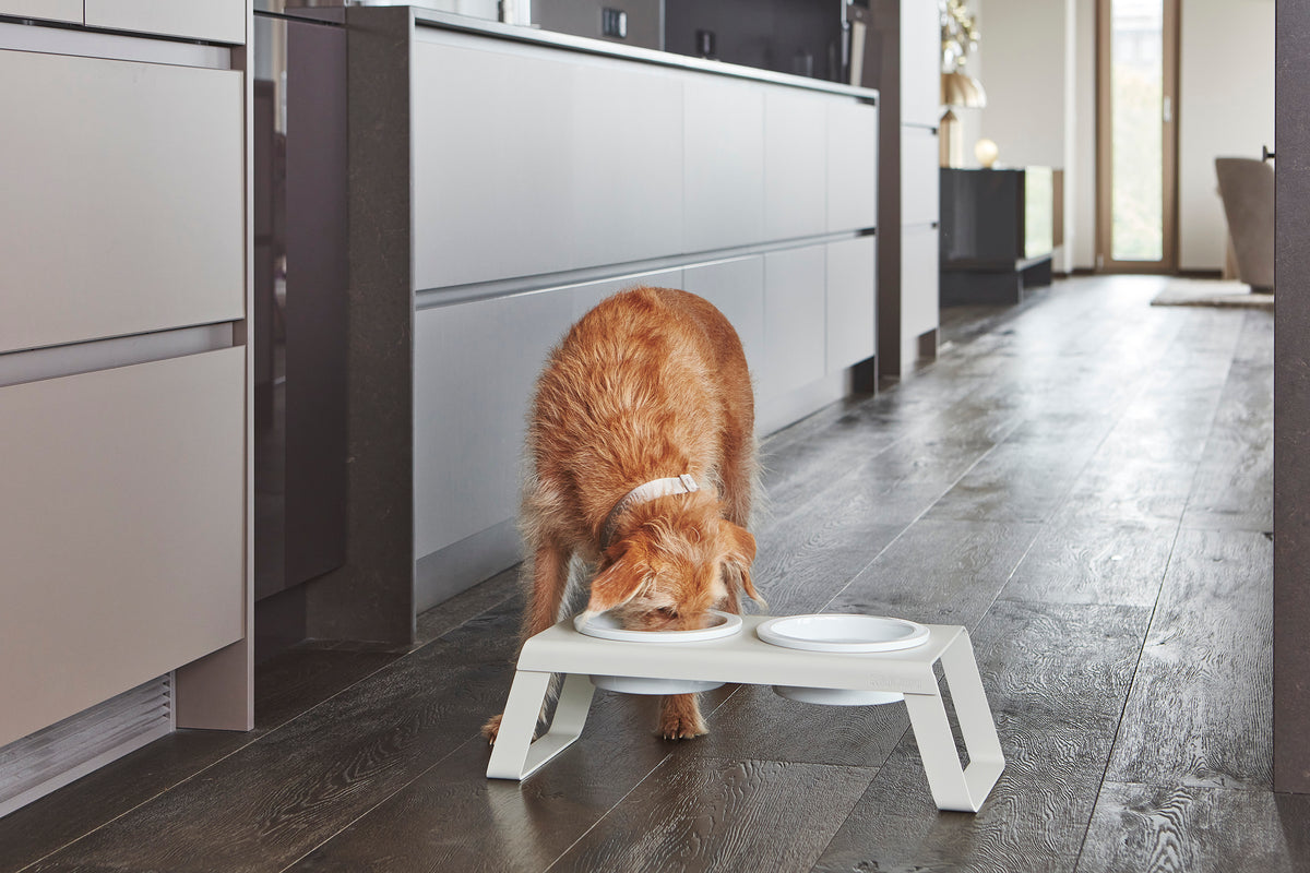 Desco Dog Feeder - MiaCara