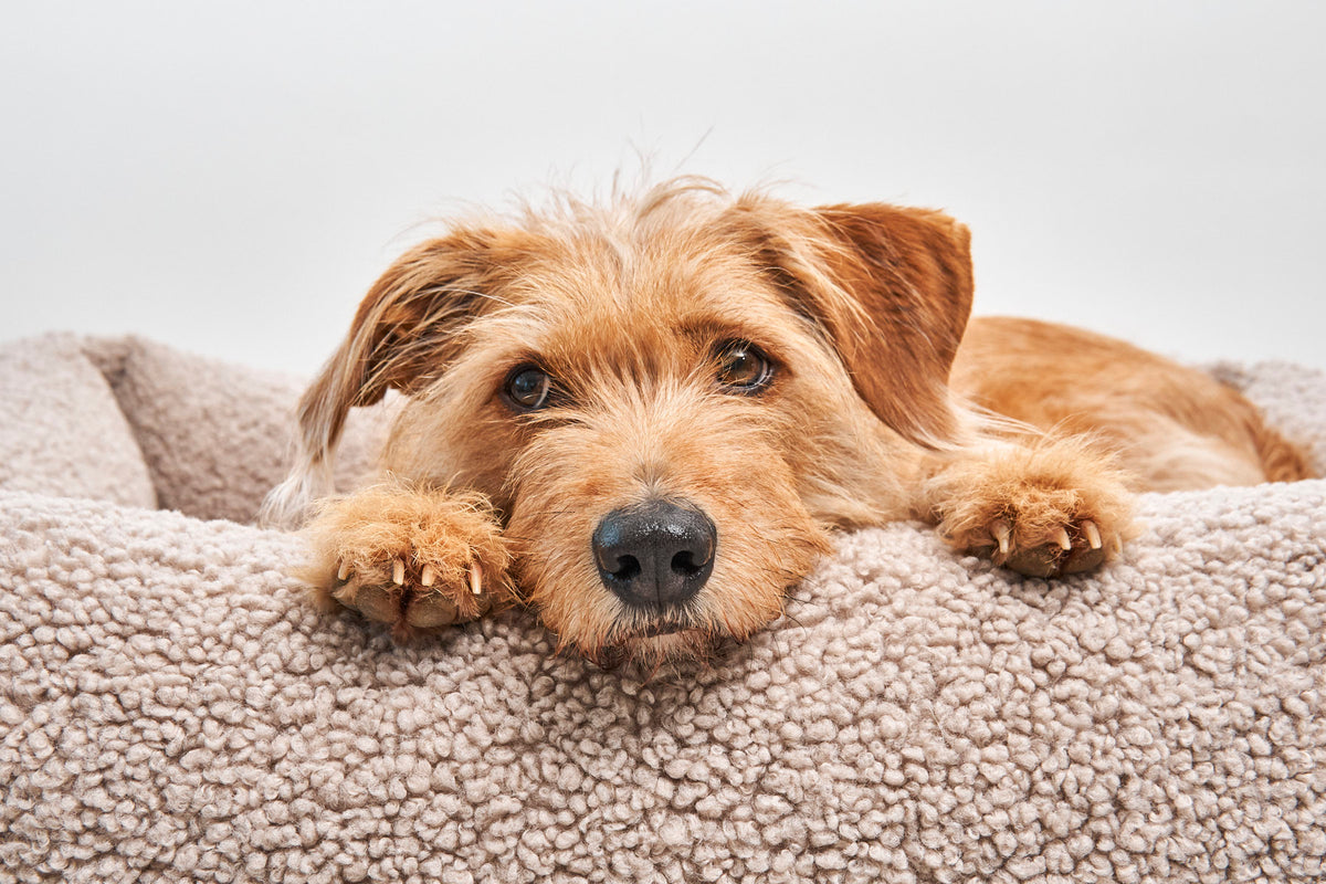 Senso Box Dog Bed - MiaCara