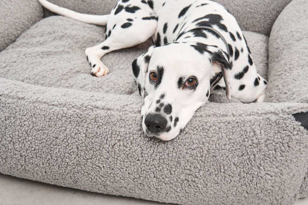 Senso Box Dog Bed - MiaCara