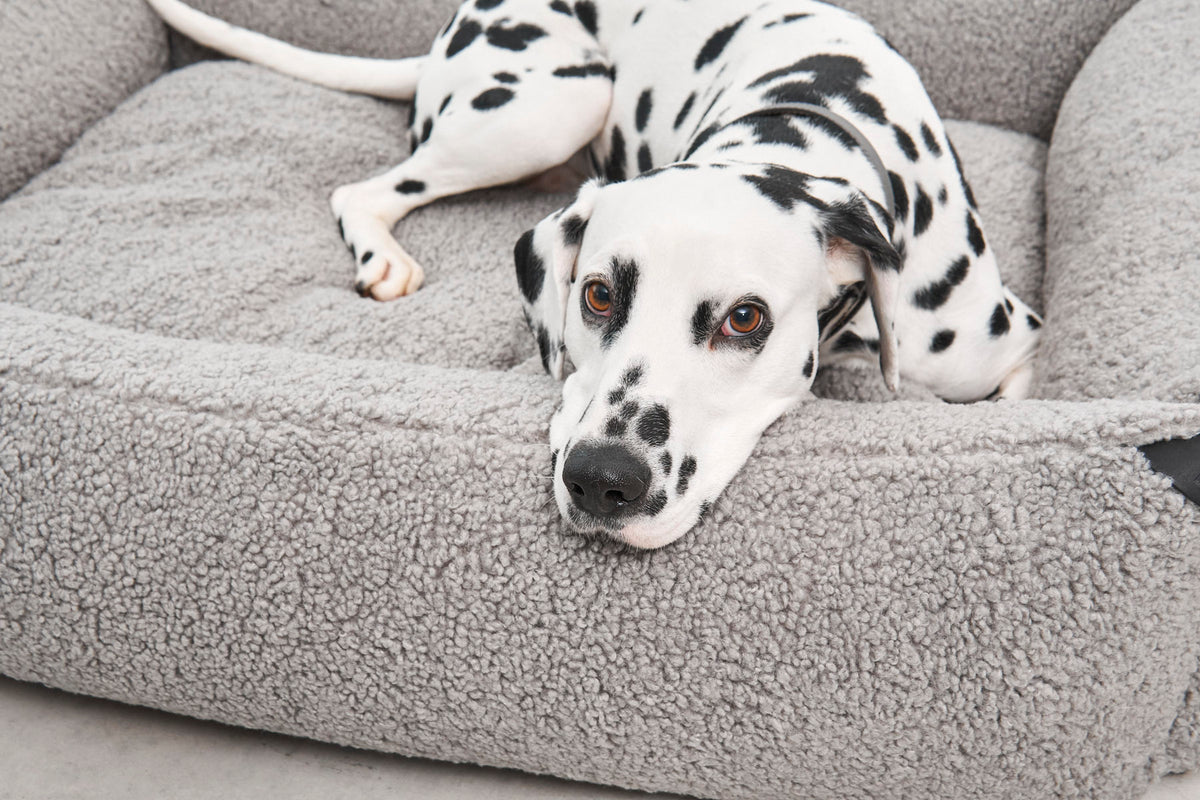 Senso Box Dog Bed - MiaCara