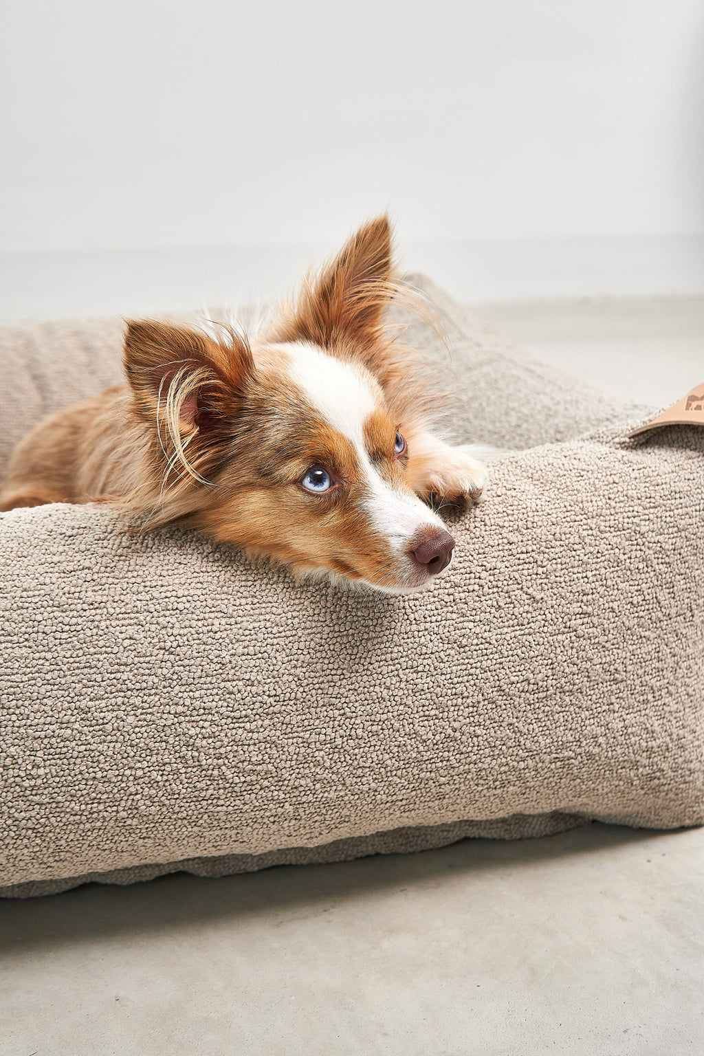 Mondo Dog Bed - MiaCara