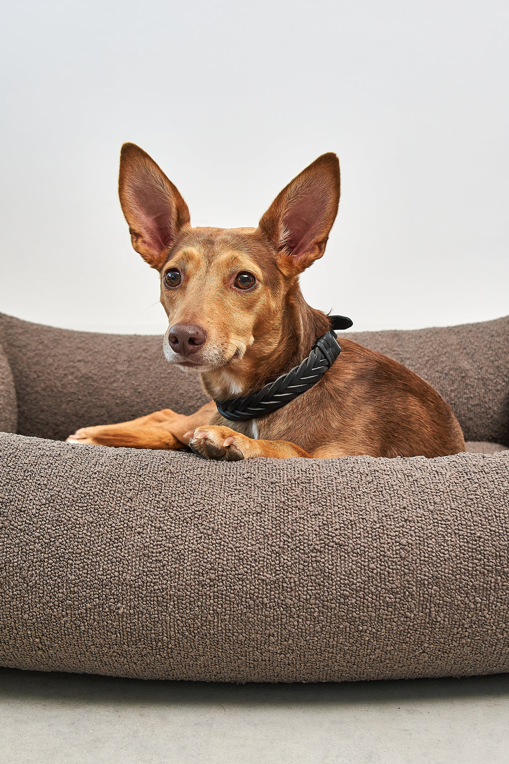 Mondo Dog Bed - MiaCara