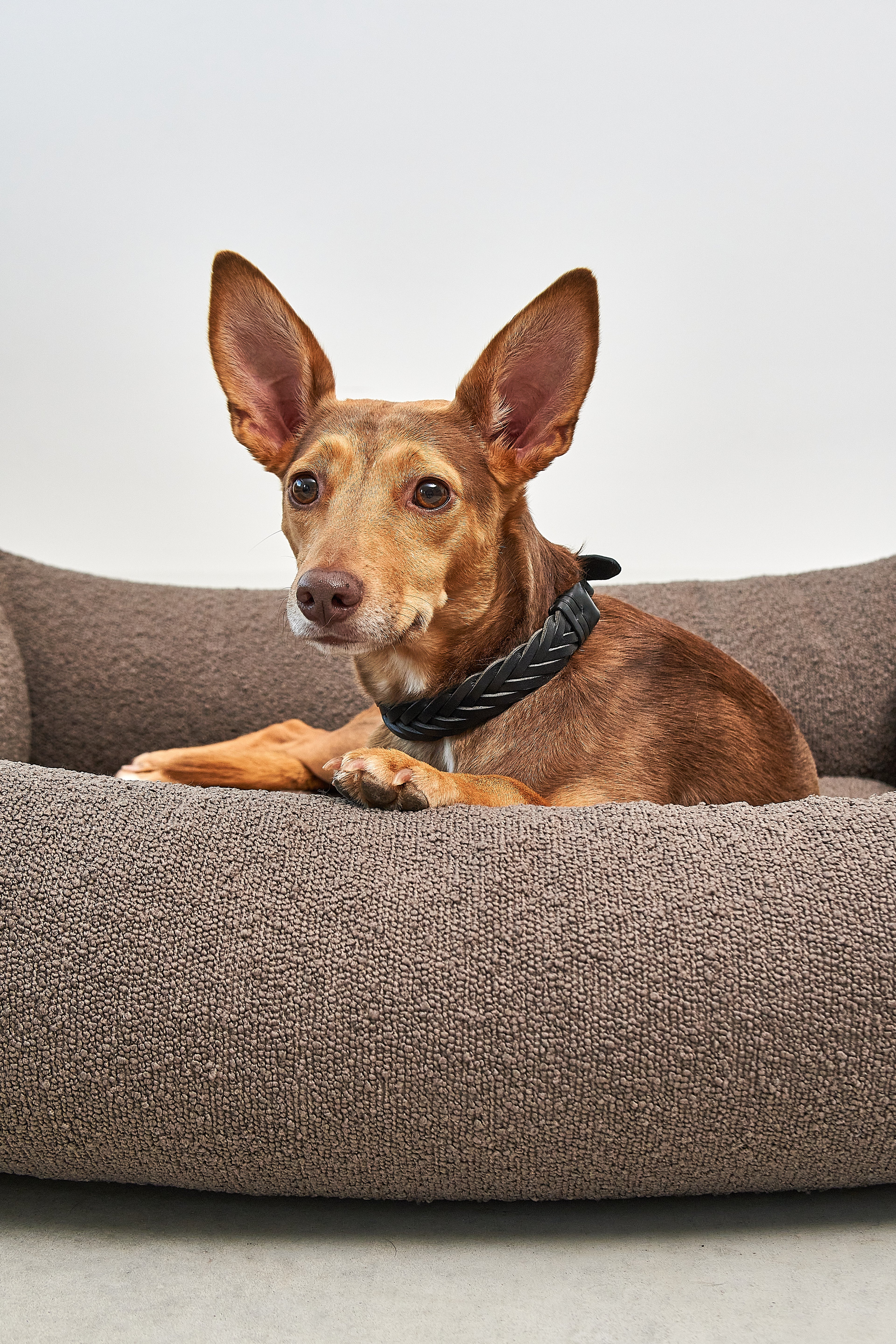 Mondo Dog Bed - MiaCara