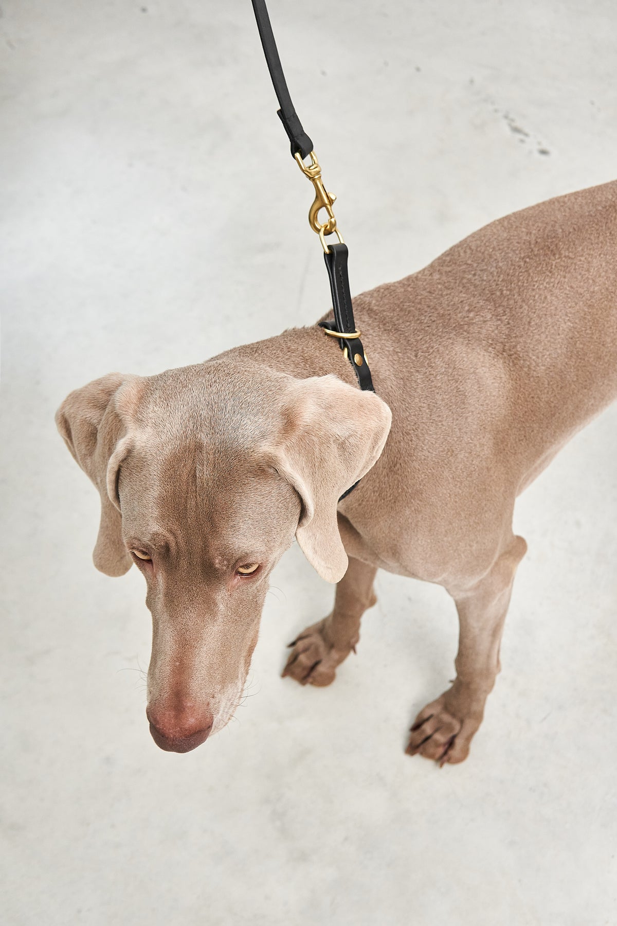 Fano Dog Collar - MiaCara