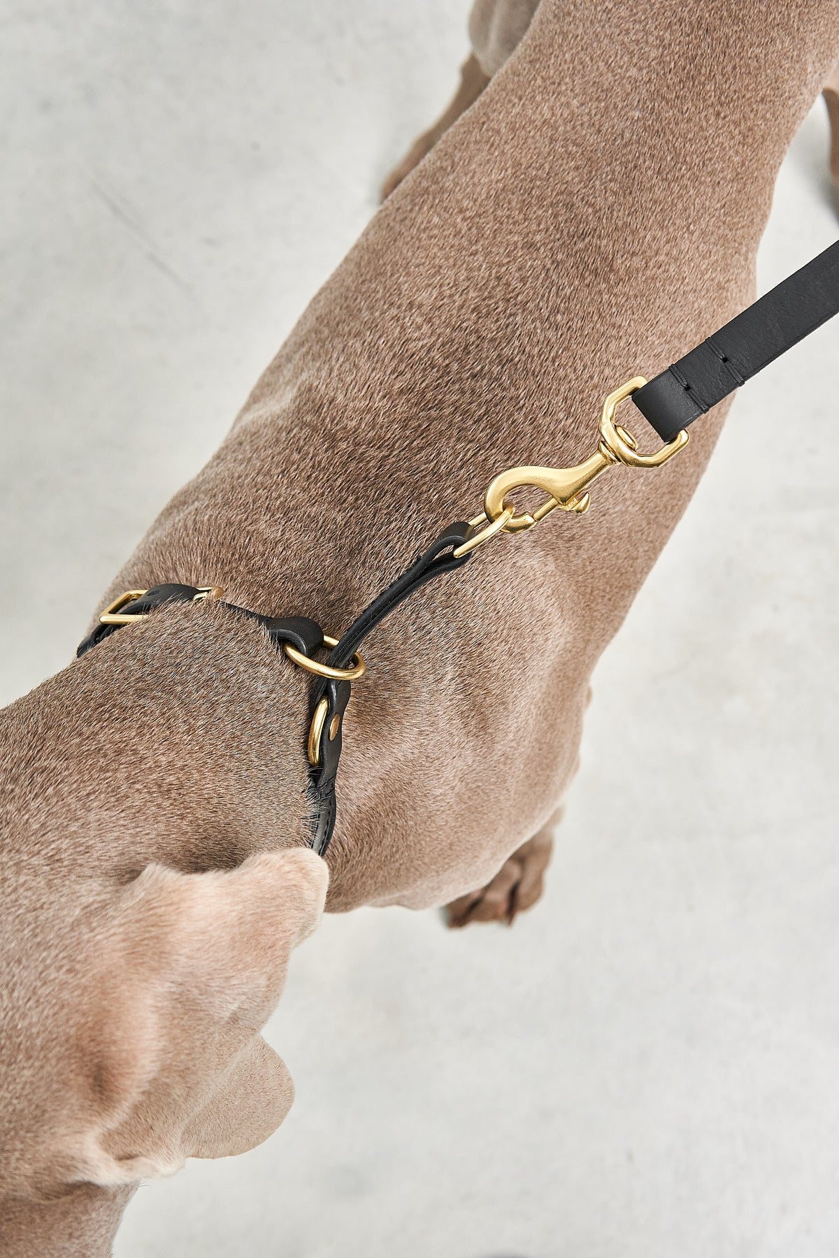 Fano Dog Collar - MiaCara