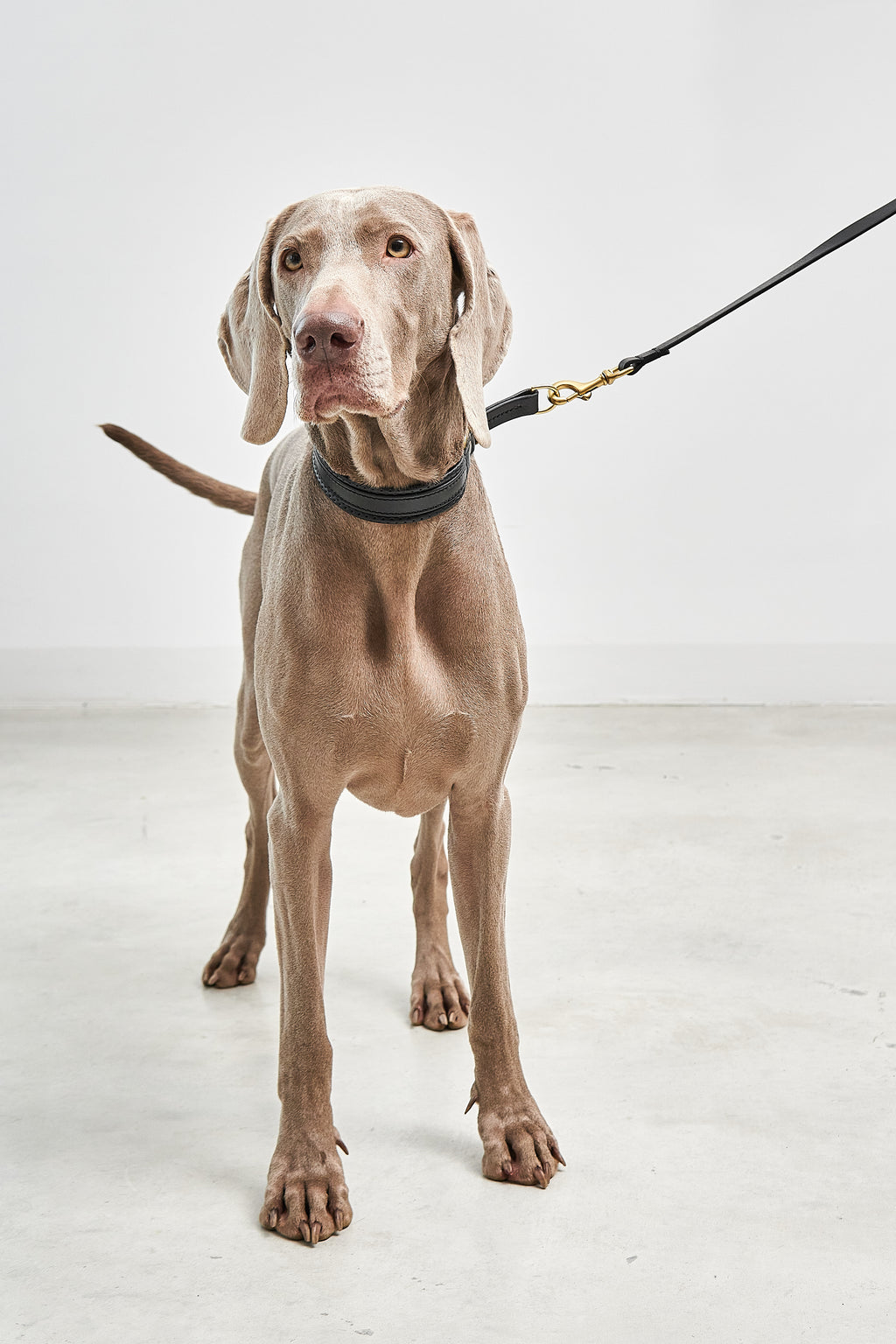 Fano Dog Collar - MiaCara