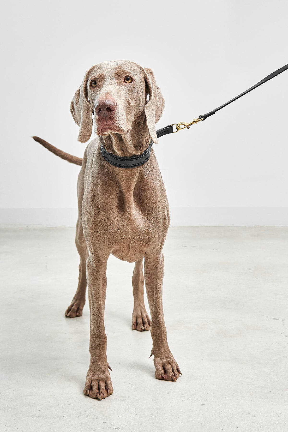 Fano Dog Collar - MiaCara