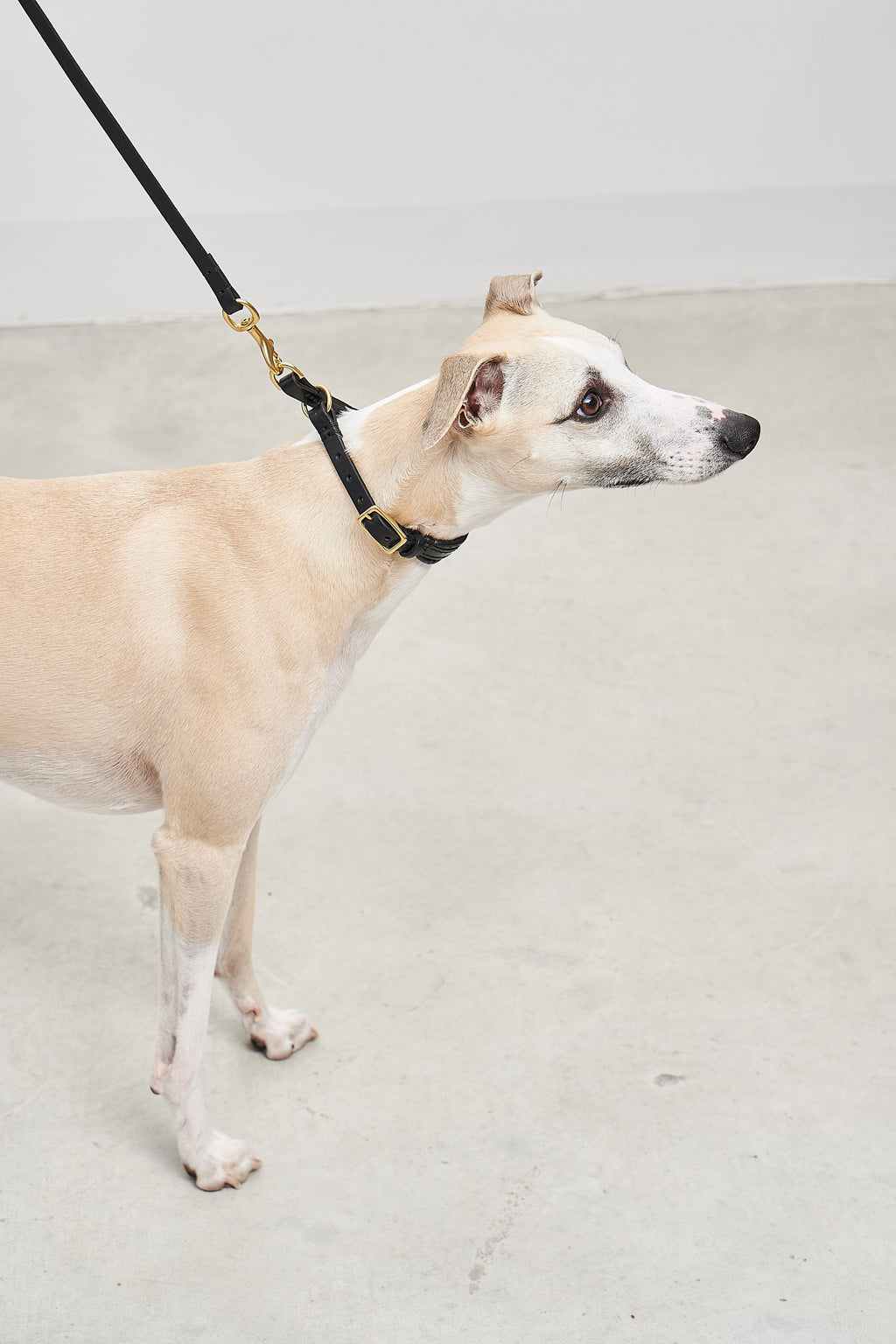 Fano Dog Collar - MiaCara