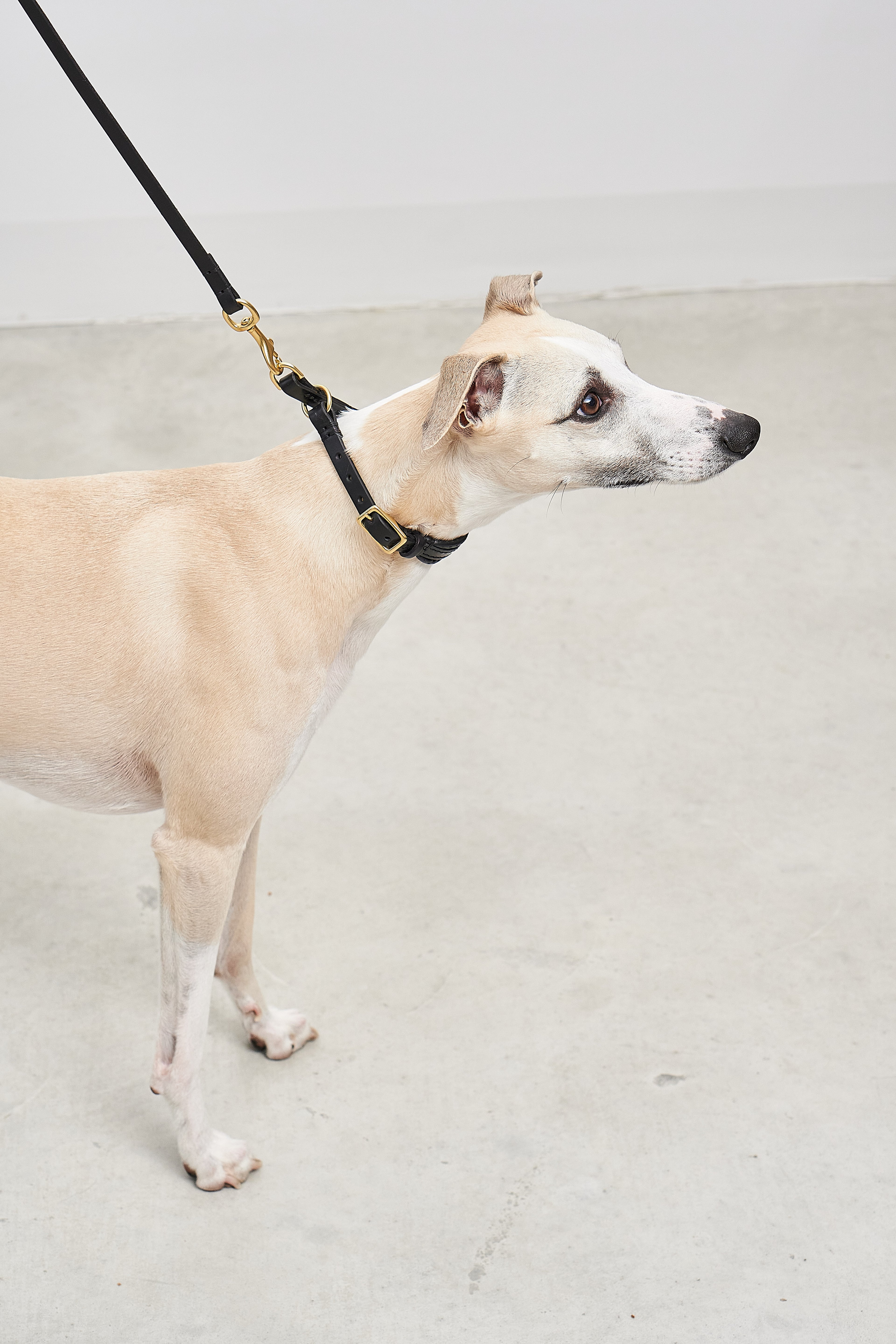 Fano Dog Collar - MiaCara