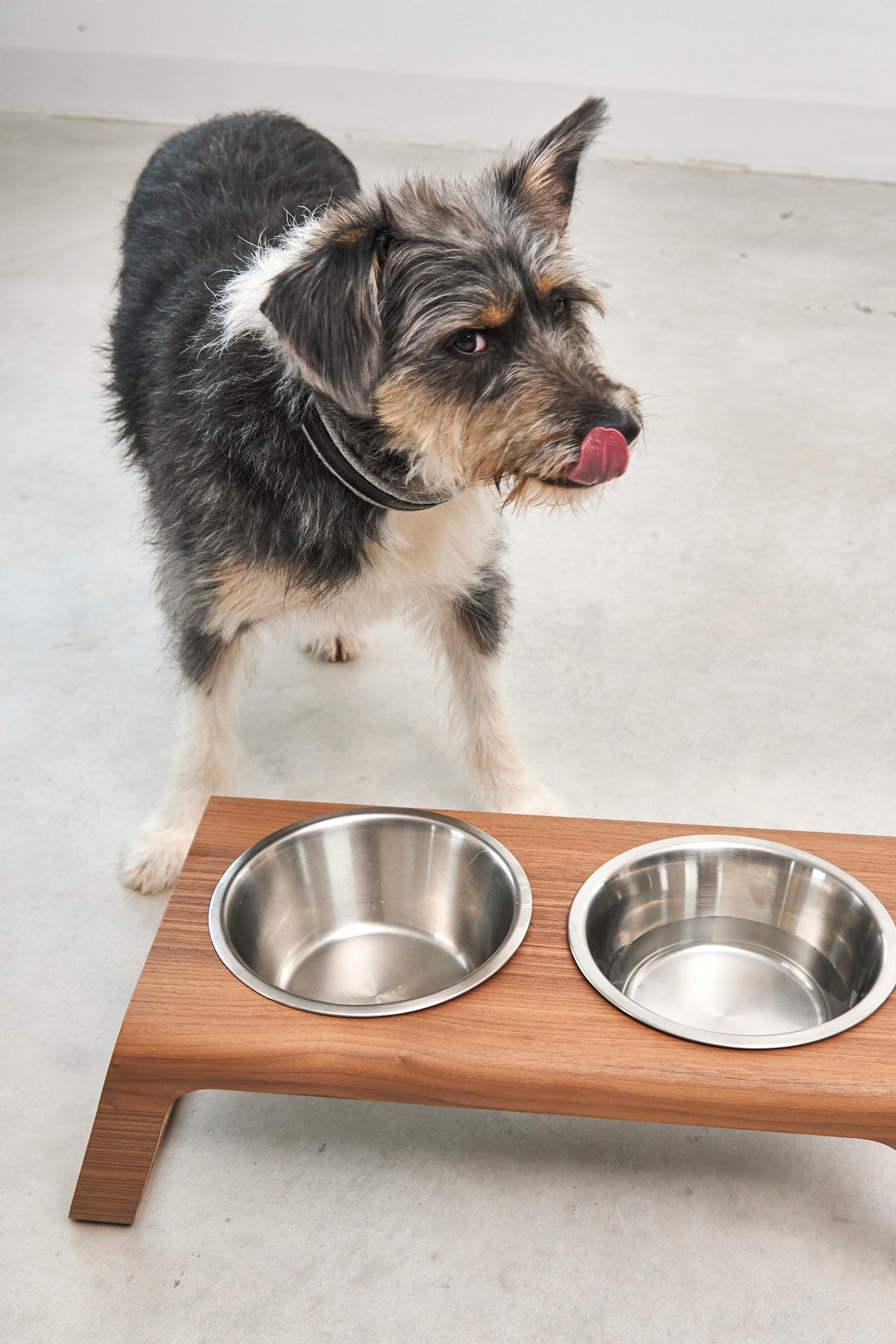 Desco Dog Feeder - MiaCara