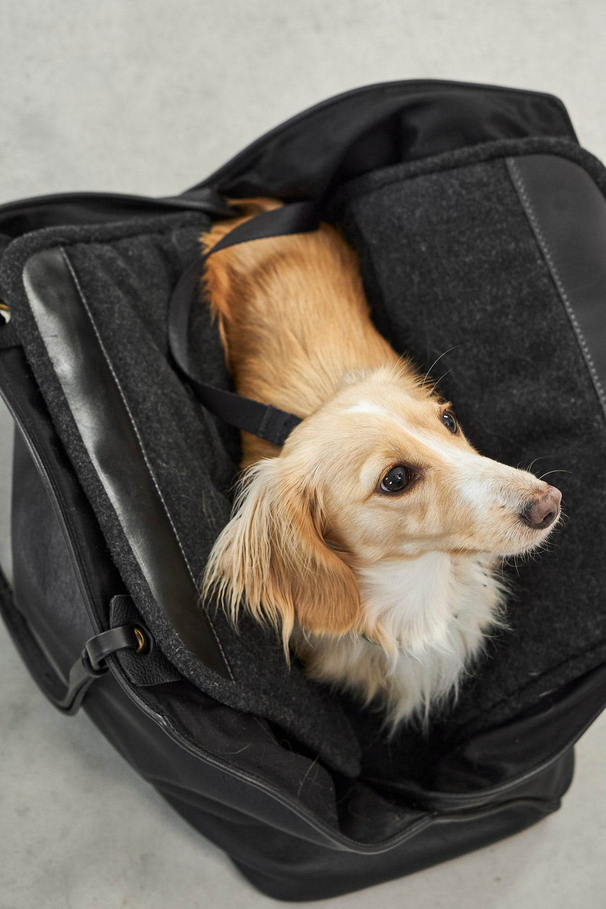 Borsa Dog Carrier - MiaCara