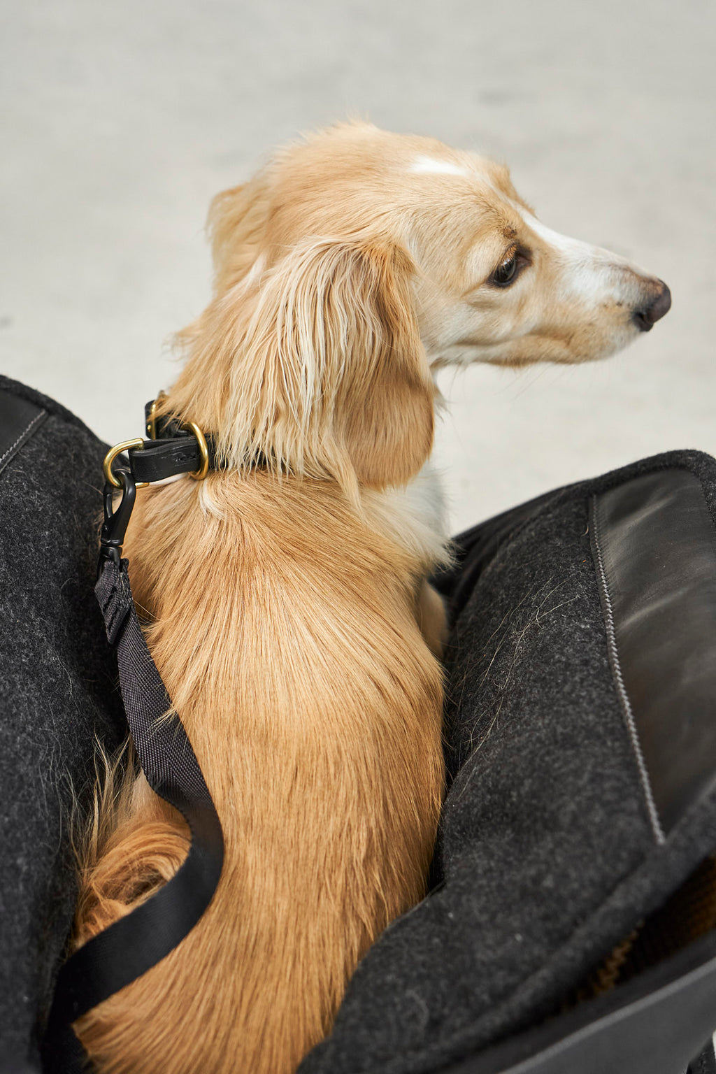 Borsa Dog Carrier - MiaCara