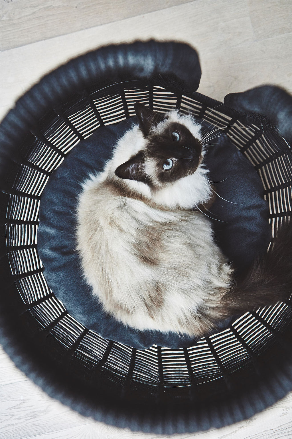 Perla Cat Cave - MiaCara