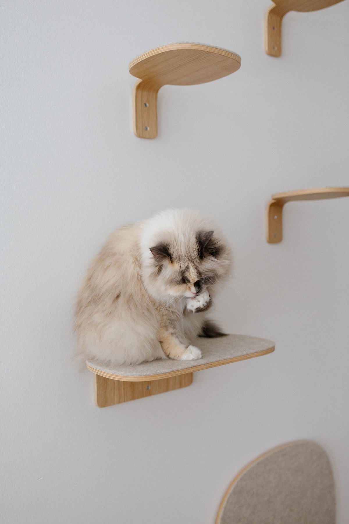 Parete Climbing Step  - MiaCara