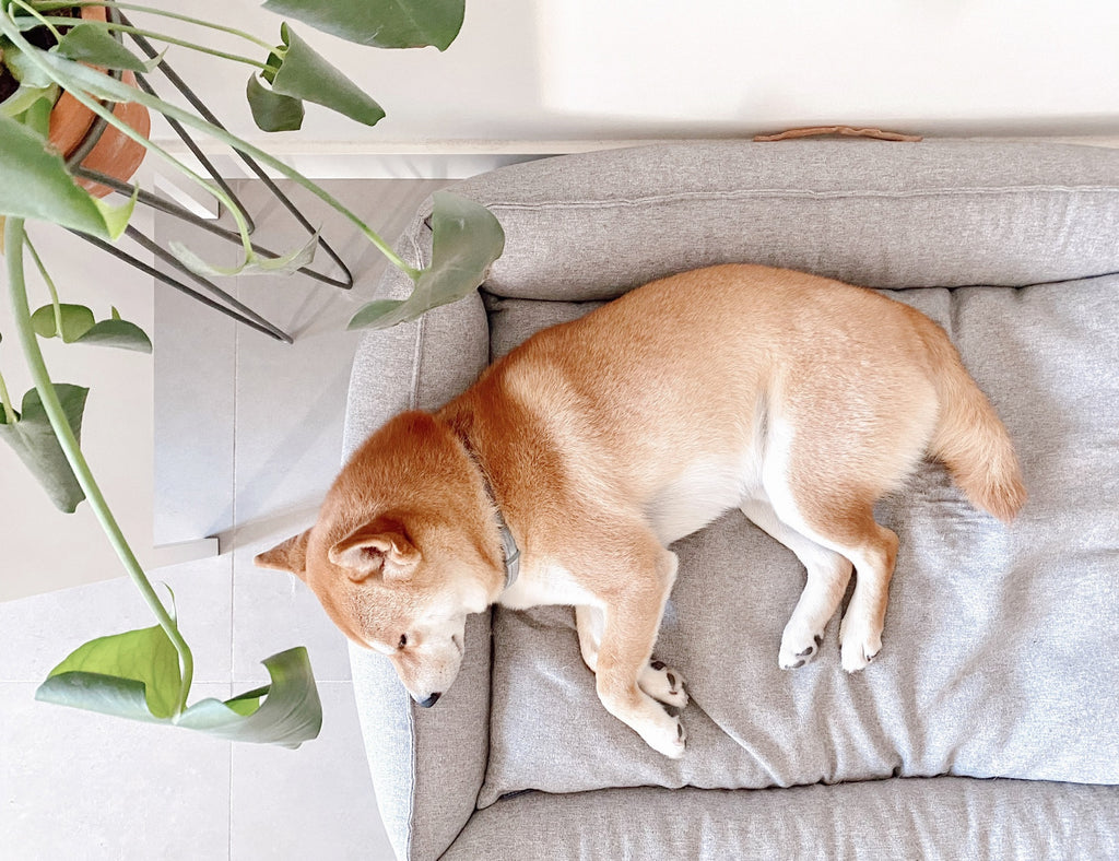 MØVIK Dog Bed