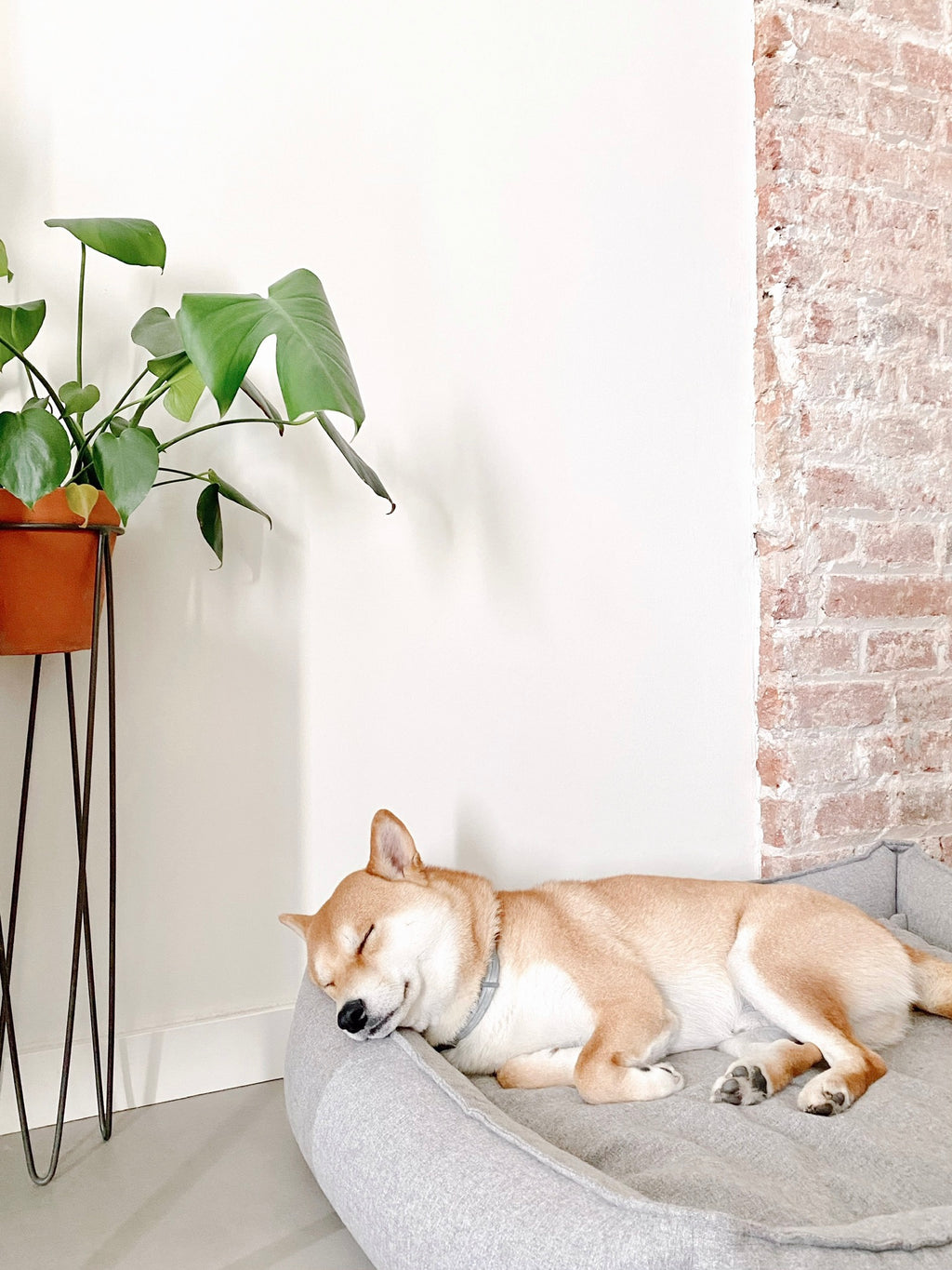 MØVIK Dog Bed