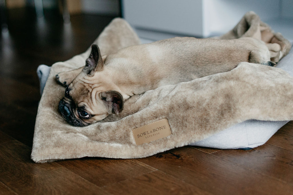 Nap Dog Blanket