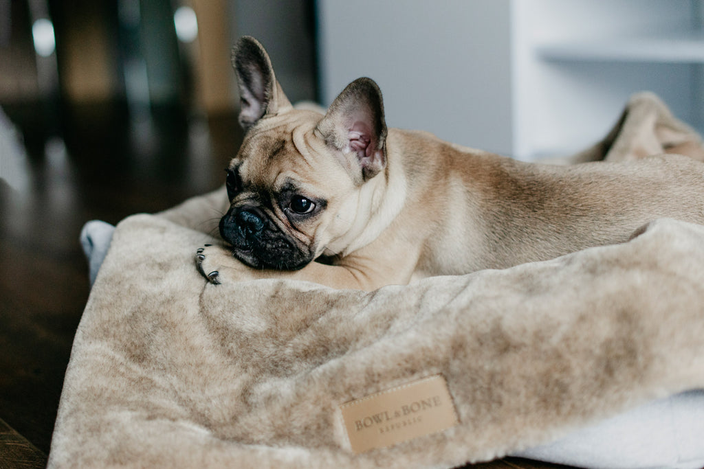 Nap Dog Blanket