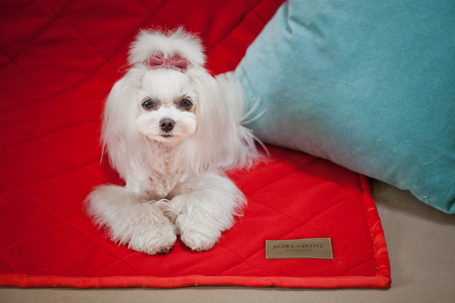 Royal Dog Blanket