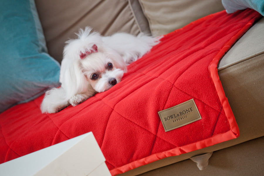 Royal Dog Blanket