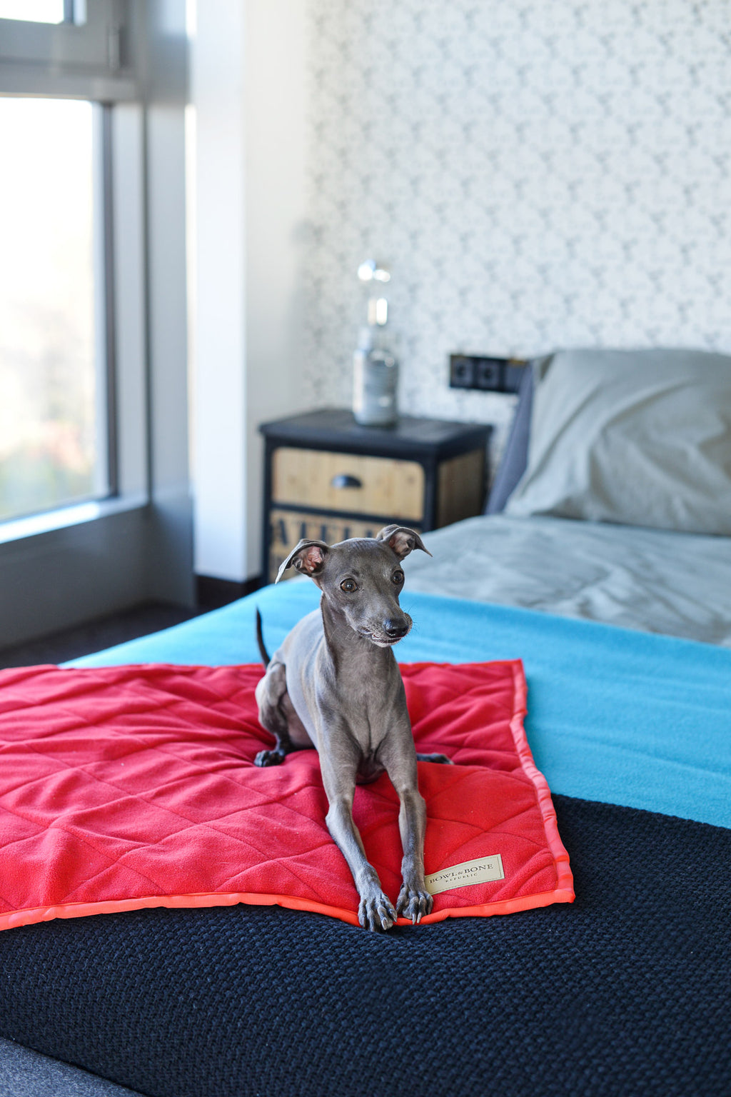 Royal Dog Blanket