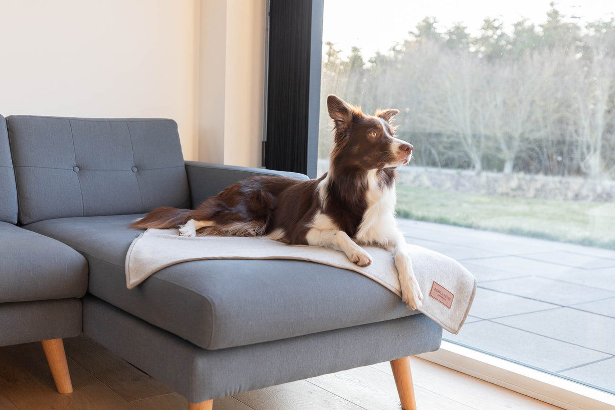 Zen Dog Blanket