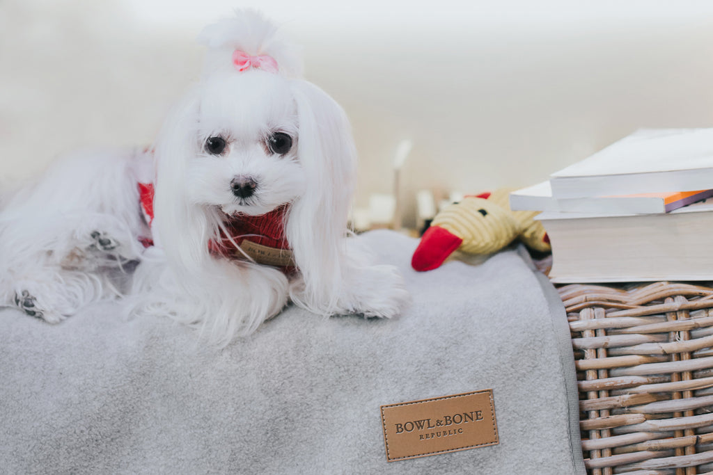 Zen Dog Blanket