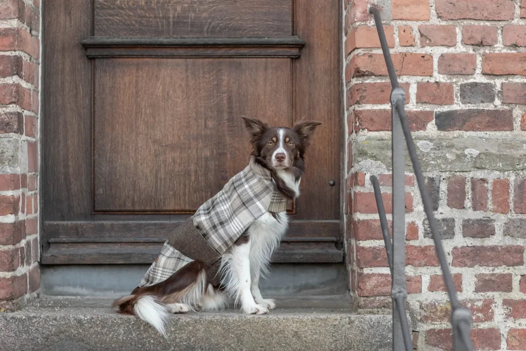 Leaf Dog Coat