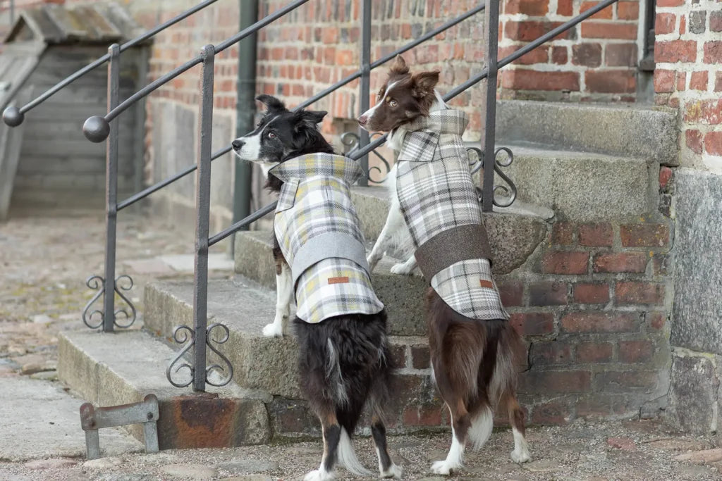 Leaf Dog Coat