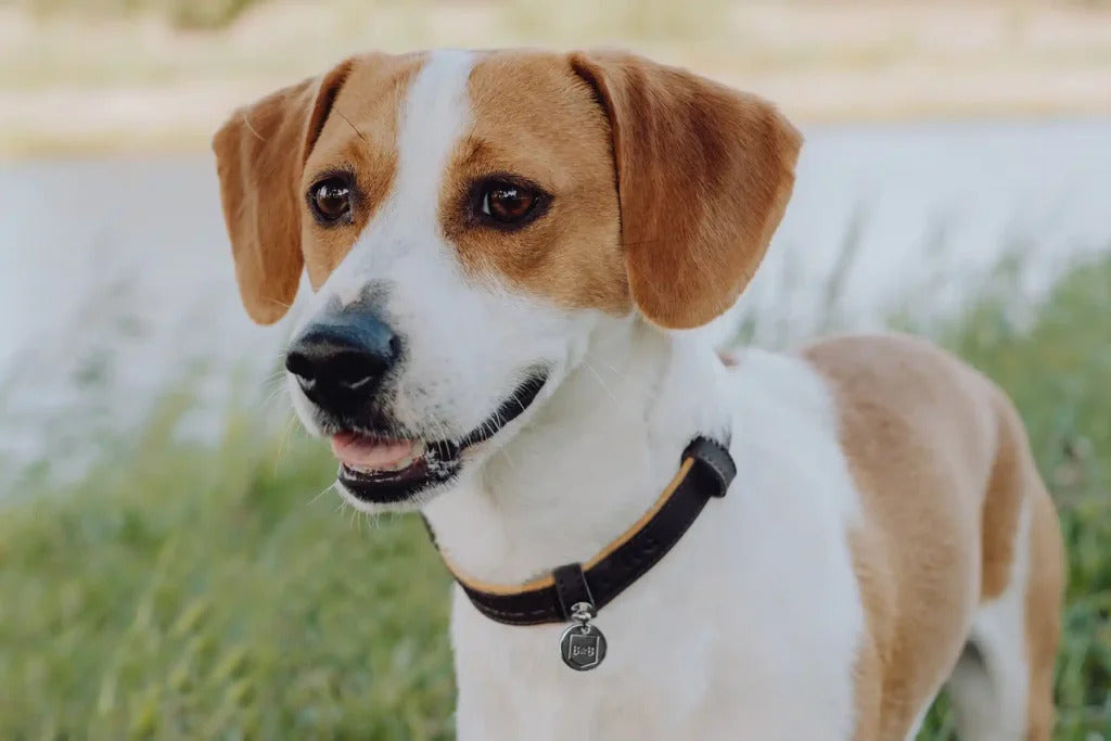 Monaco Dog Collar