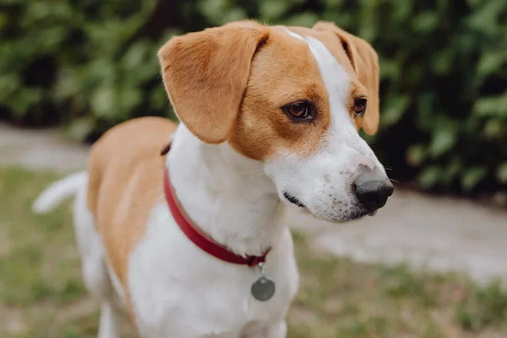Monaco Dog Collar