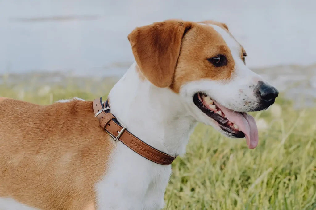 Monaco Dog Collar