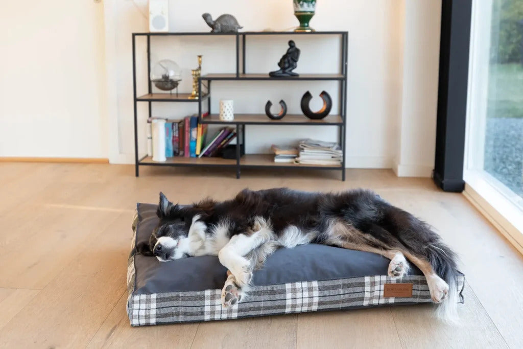 Scott Dog Cushion