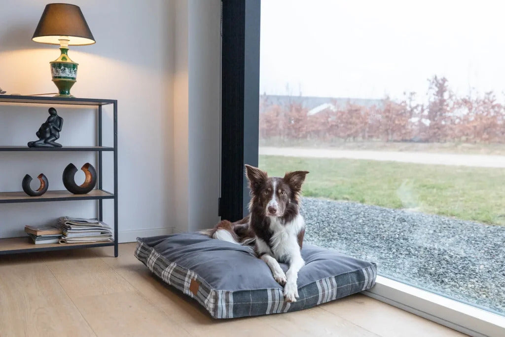 Scott Dog Cushion