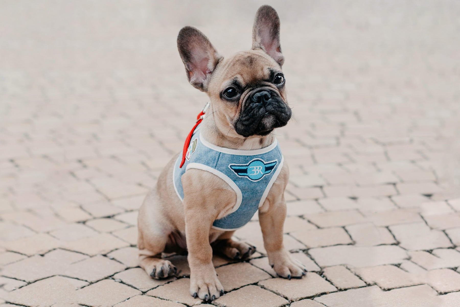 Denim Dog Harness