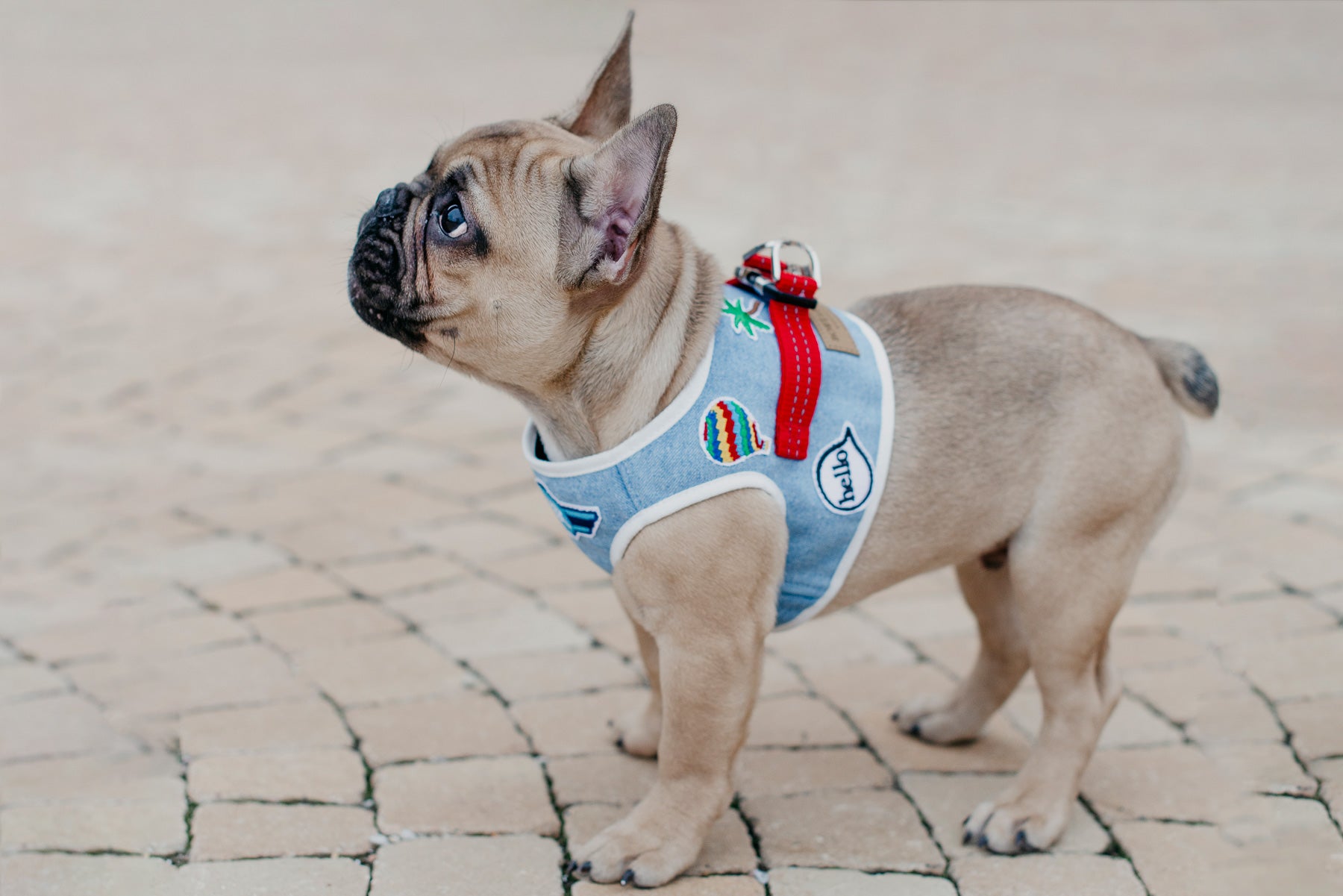 Denim Dog Harness