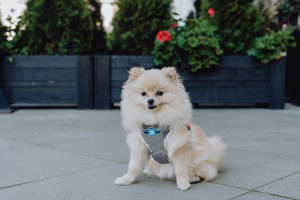 Denim Dog Harness
